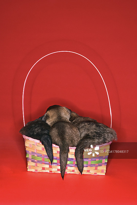 篮子里的小狗图片素材