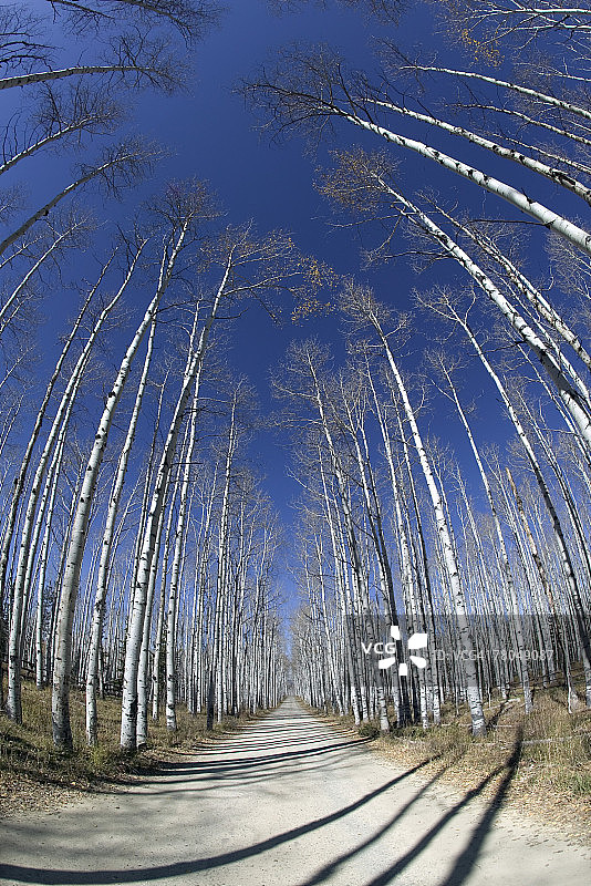 穿过白杨树林的道路图片素材