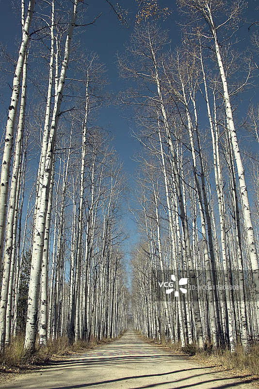 白杨树林公路图片素材