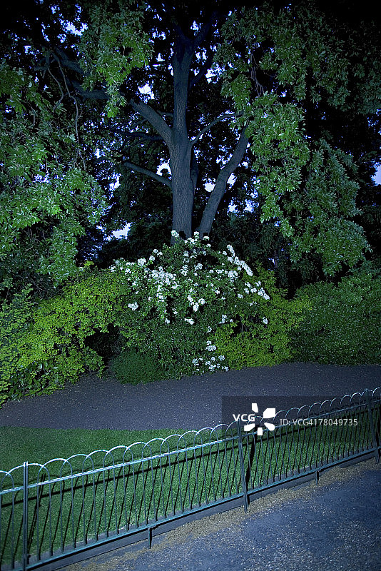 夜间花卉与树木图片素材