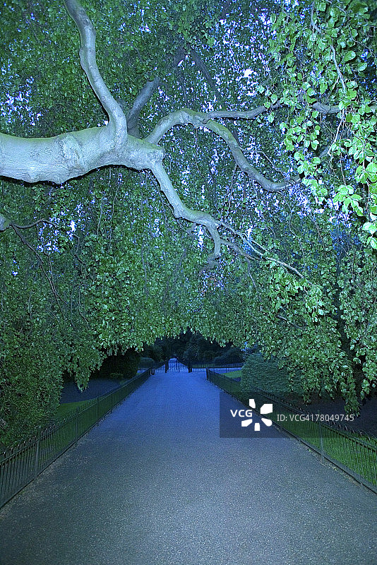 夜晚公园里的树木和小路图片素材