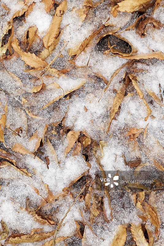 雪中的落叶图片素材