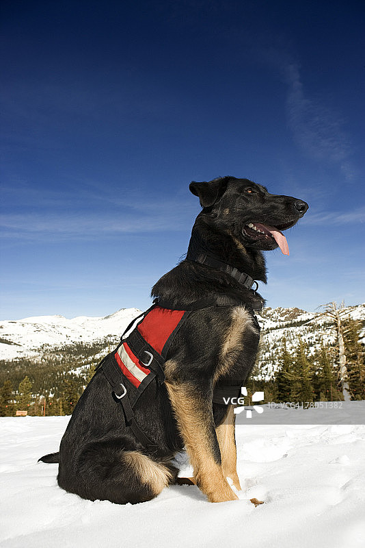 搜救犬图片素材
