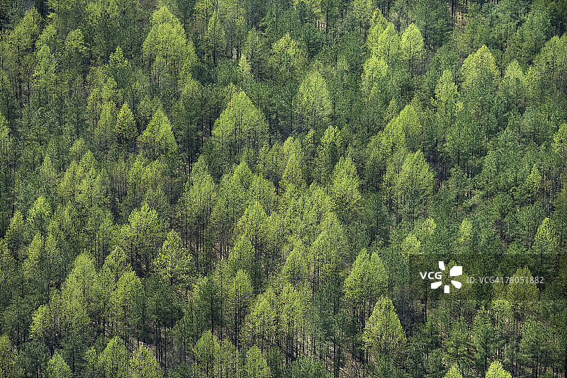 弗吉尼亚州伍德福德附近森林航拍视角图片素材