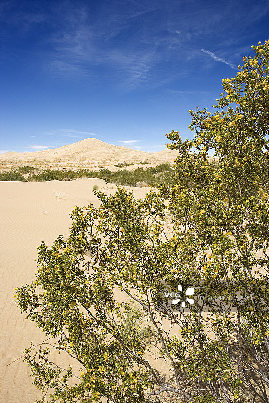 凯尔索沙丘的沙漠灌木丛图片素材
