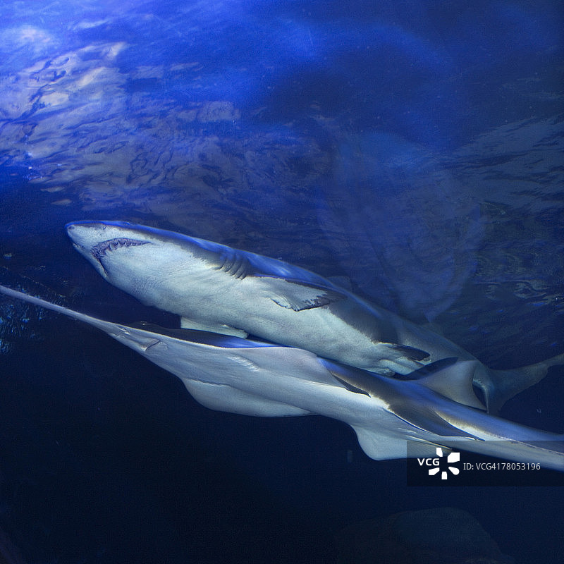 公共水族馆中的鲨鱼图片素材
