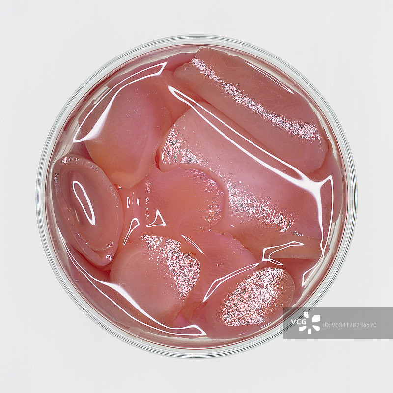 罐装腌萝卜静物图片素材