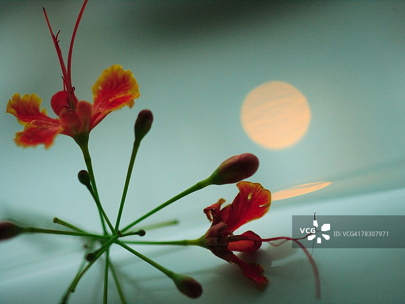 凤凰木花朵特写图片素材