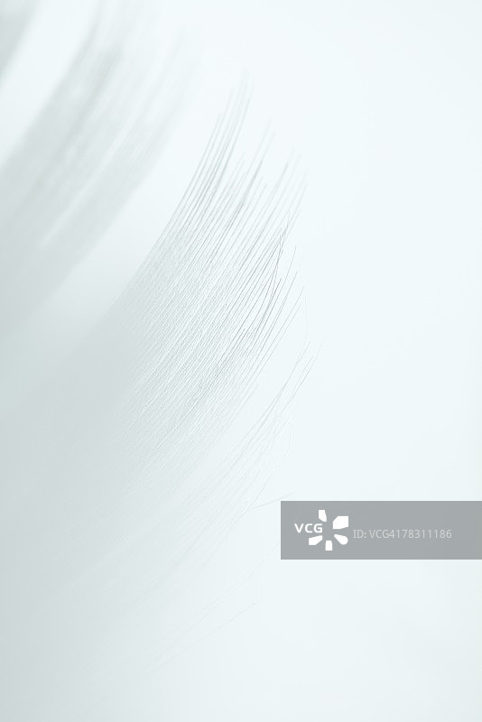 白色背景上的白色羽毛图片素材
