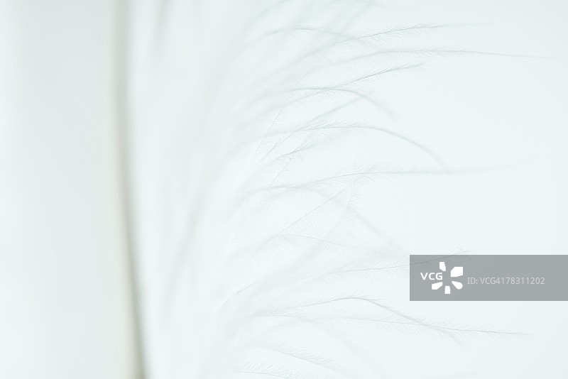 白色羽毛特写图片素材