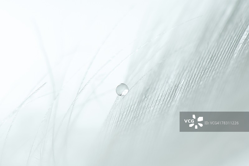 白色羽毛上的水滴，超特写图片素材