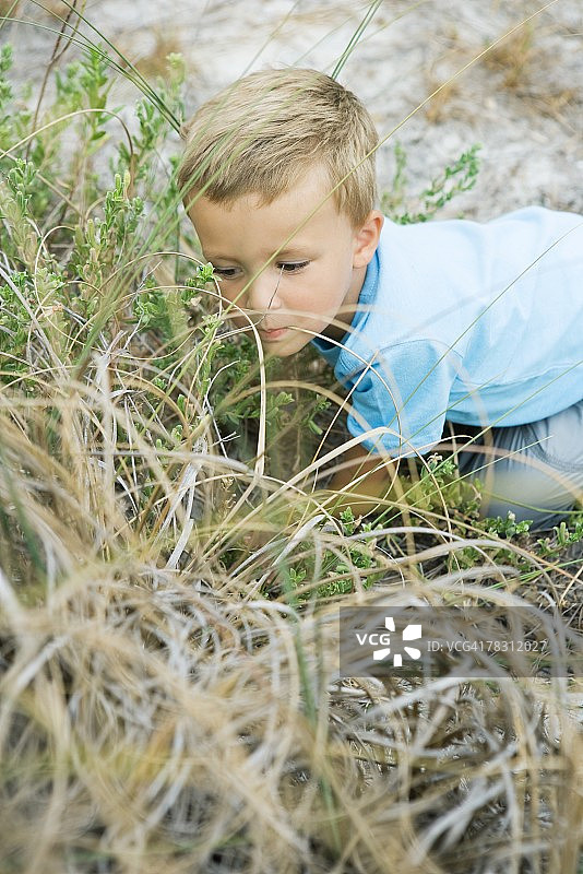 小男孩蹲在高高的草丛里，嘴里叼着一片草叶图片素材