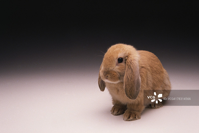 垂耳兔图片素材