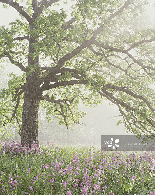 雾中鲜花上的橡树图片素材