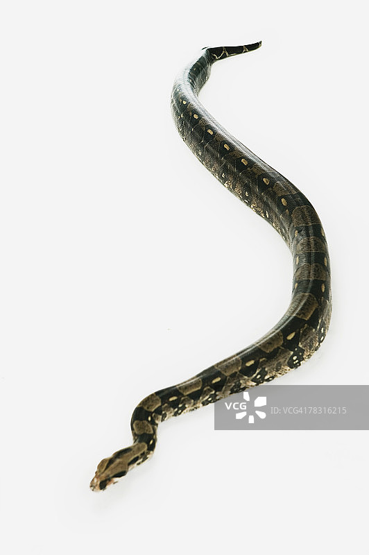 红尾蟒蛇图片素材