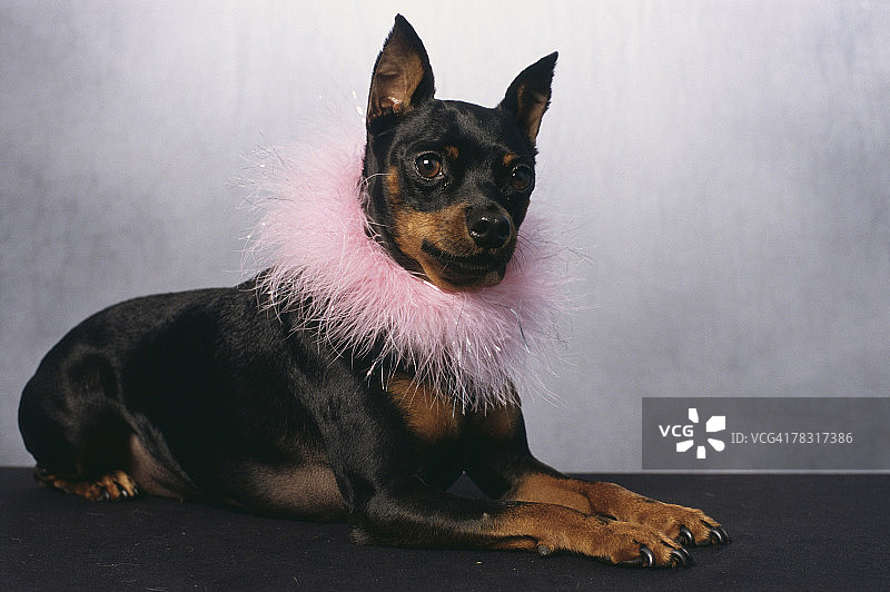 戴着可爱项圈的迷你杜宾犬图片素材