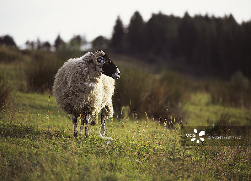 斯瓦勒代尔绵羊，在英国山丘的田野里图片素材