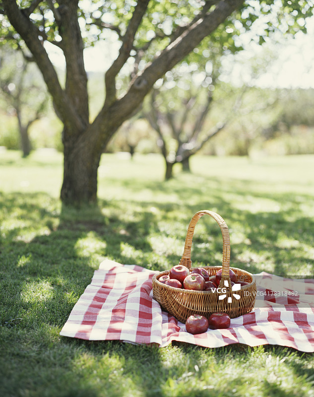 果园里的苹果篮图片素材