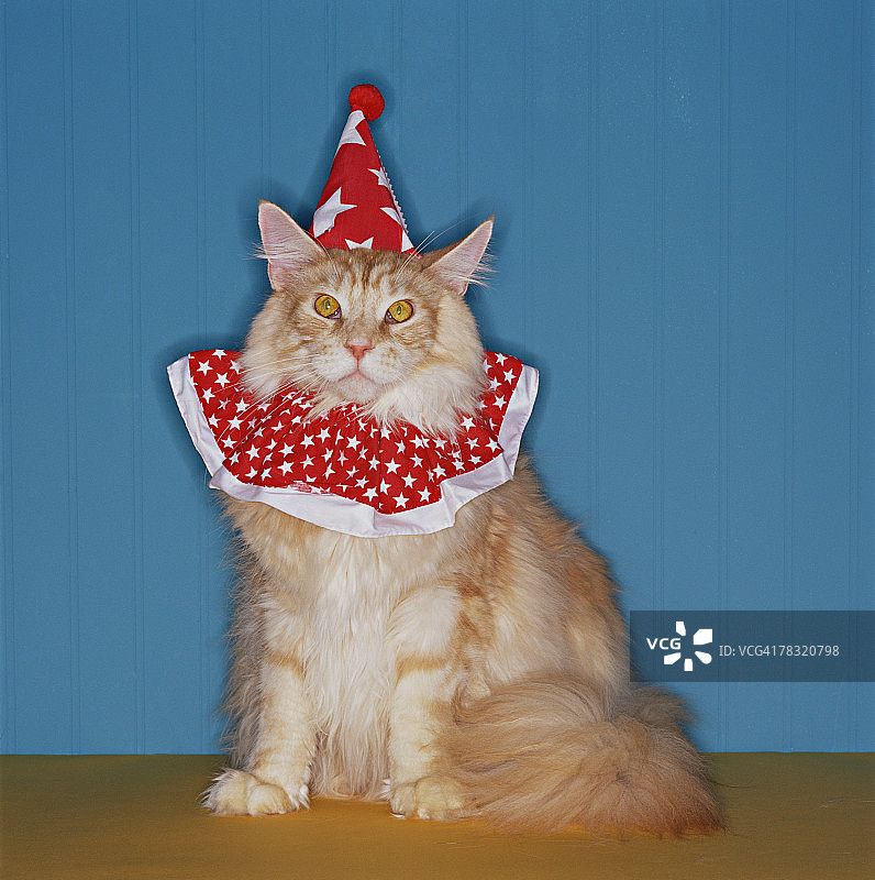 戴小丑服的猫图片素材