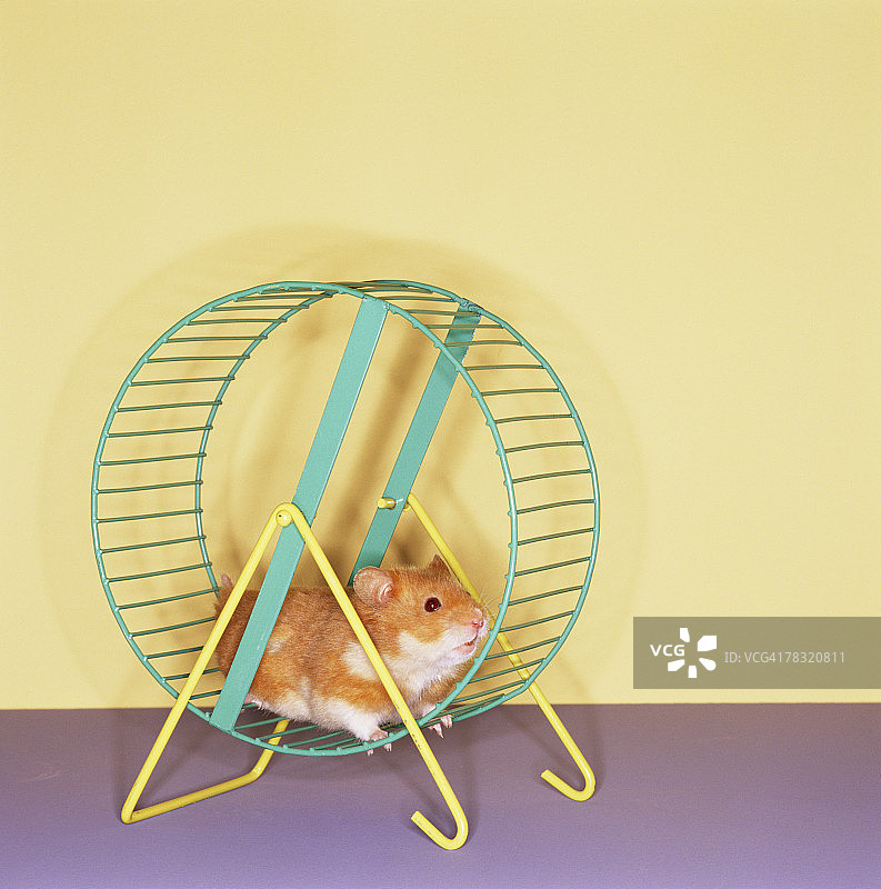 仓鼠在跑轮上锻炼图片素材