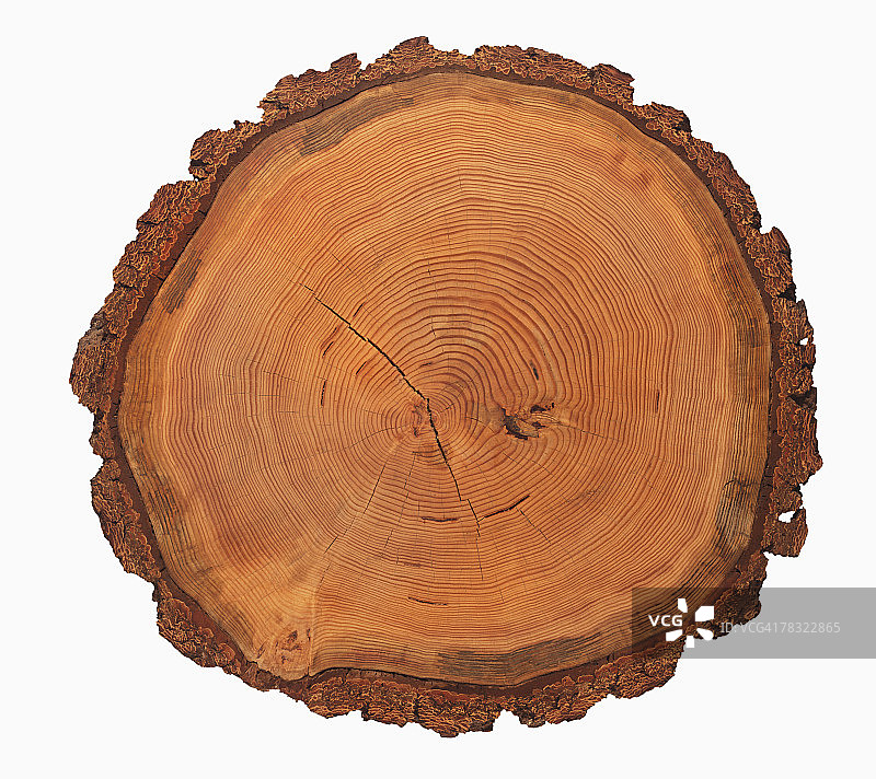 树木的生长年轮图片素材