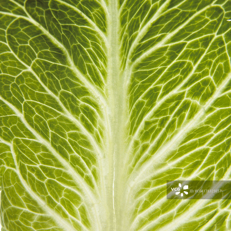 生菜叶图片素材