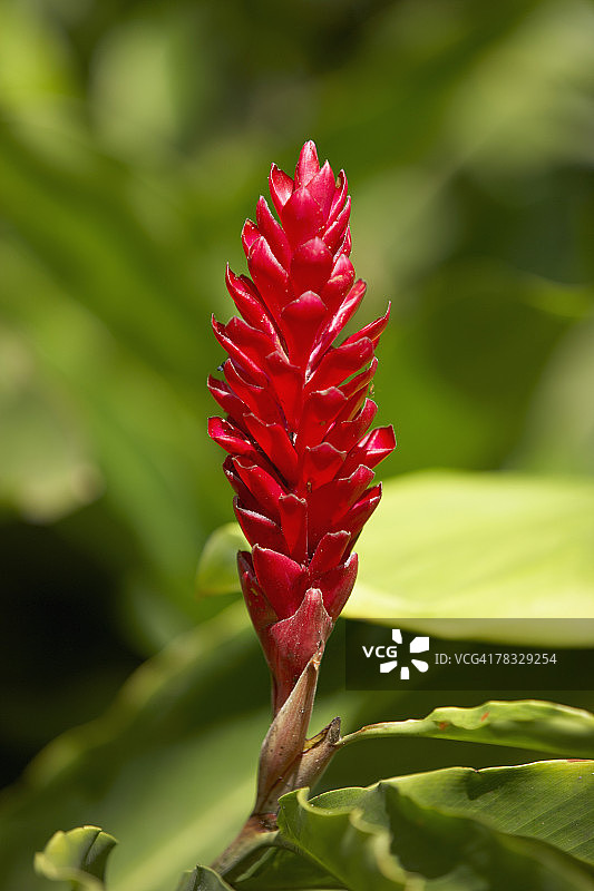 红姜花图片素材