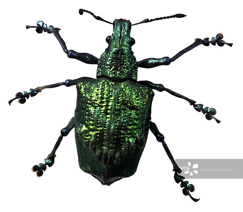 绿色金属象鼻虫图片素材