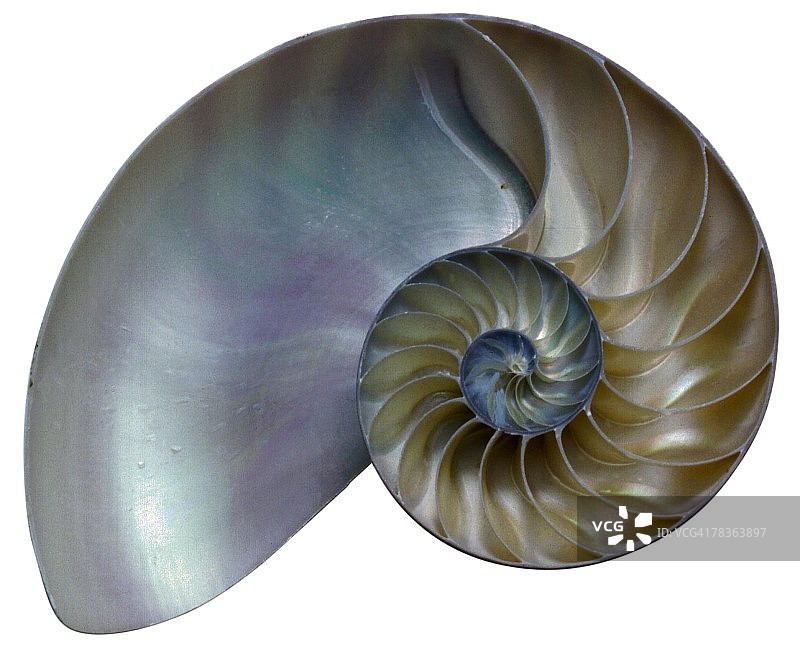 鹦鹉螺外壳横截面图片素材