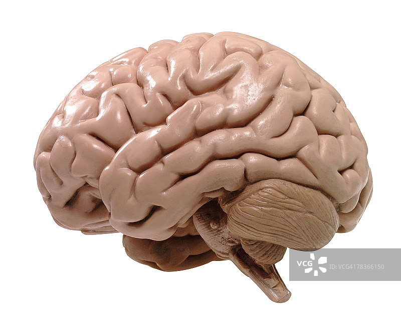 大脑解剖模型图片素材