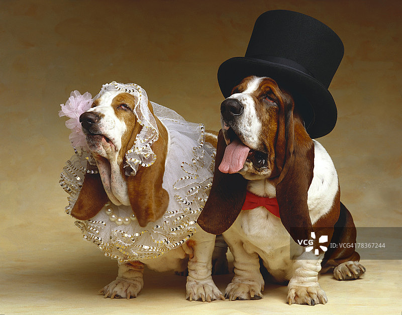 巴吉度猎犬婚礼情侣图片素材