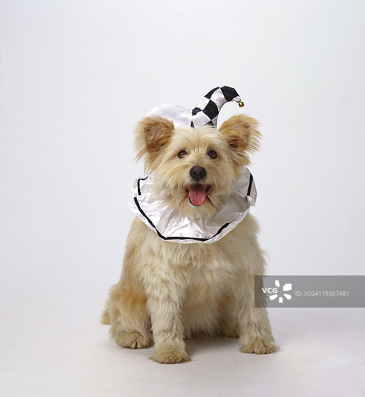 穿着小丑服装的狗图片素材