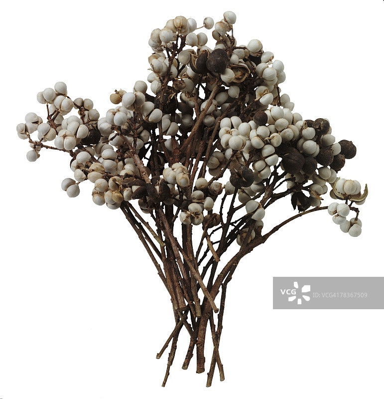 乌桕浆果图片素材