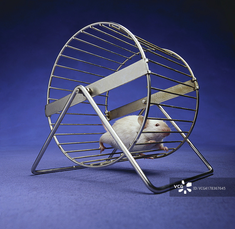 在运动轮中奔跑的老鼠图片素材