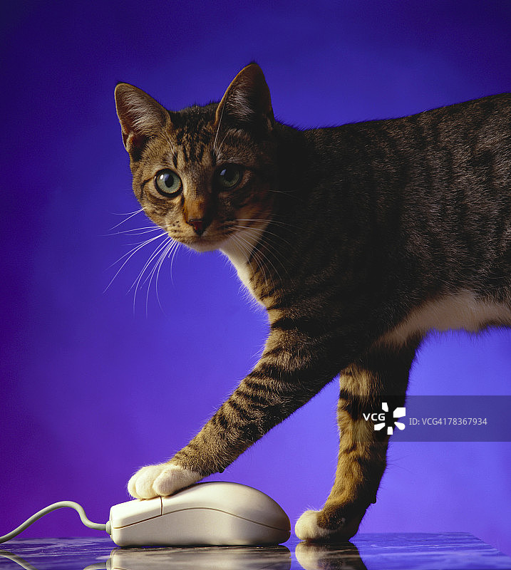 猫和电脑鼠标图片素材