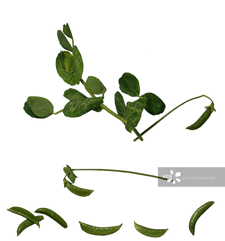 荷兰豆图片素材