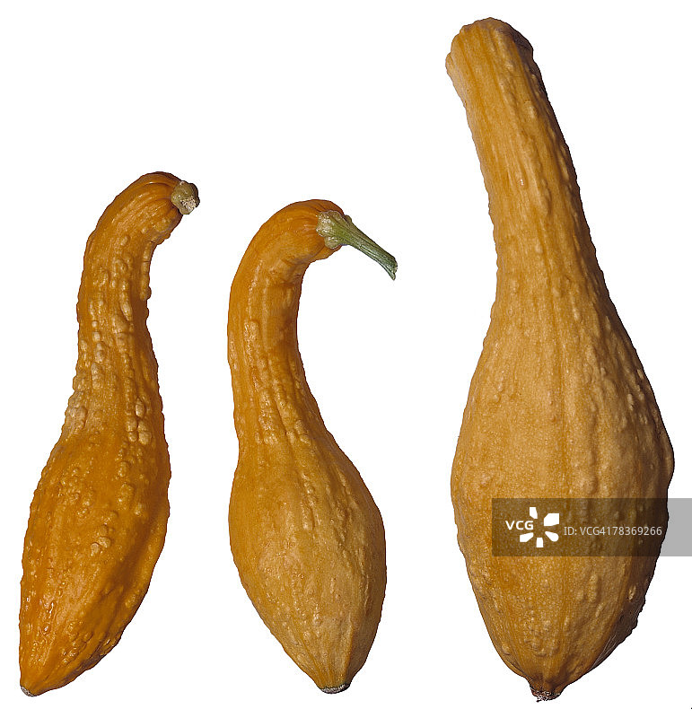 弯颈南瓜图片素材