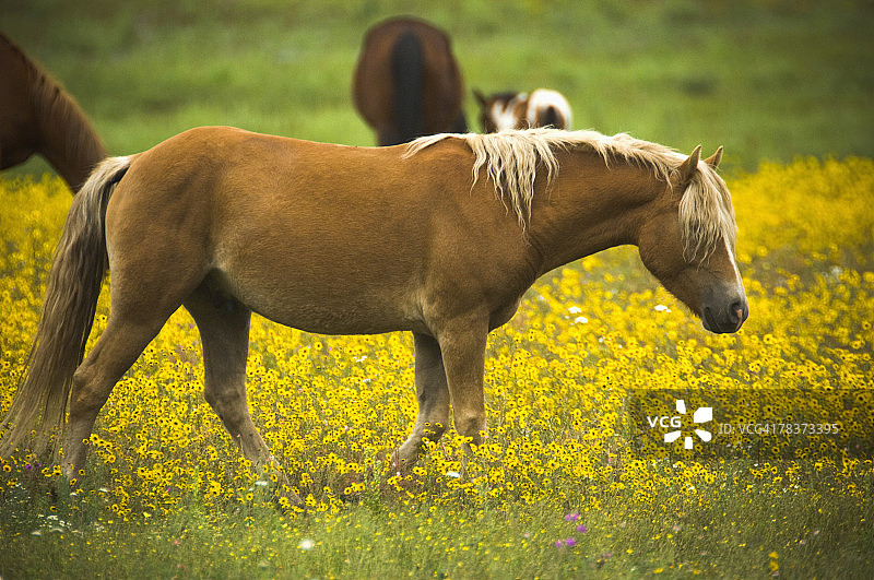 走在野花丛中的帕洛米诺马图片素材