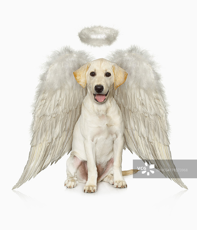 戴着天使服装的白色拉布拉多寻回犬肖像图片素材