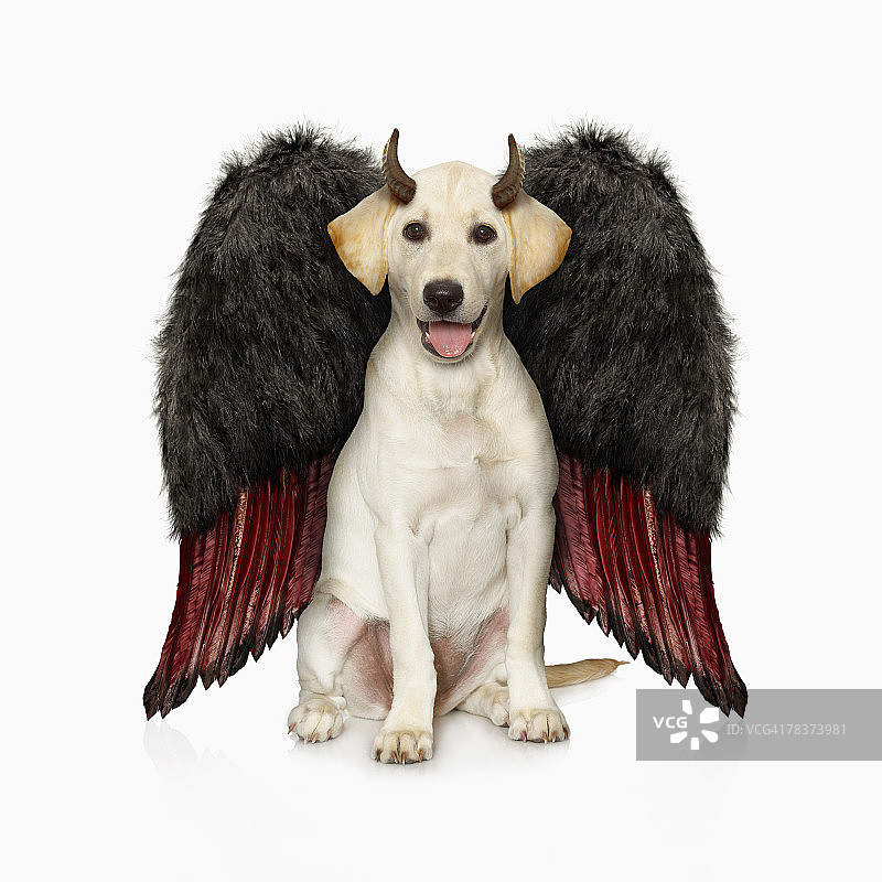 戴着恶魔服装的白色拉布拉多寻回犬肖像图片素材