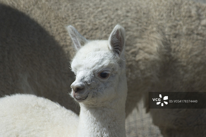 小羊驼图片素材