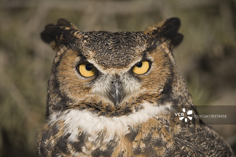 大角鸮图片素材