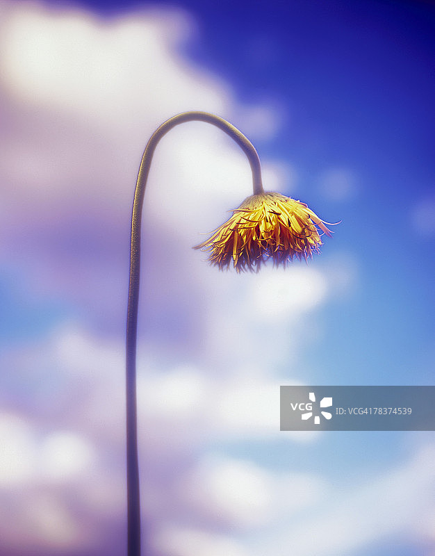 枯萎的花朵图片素材