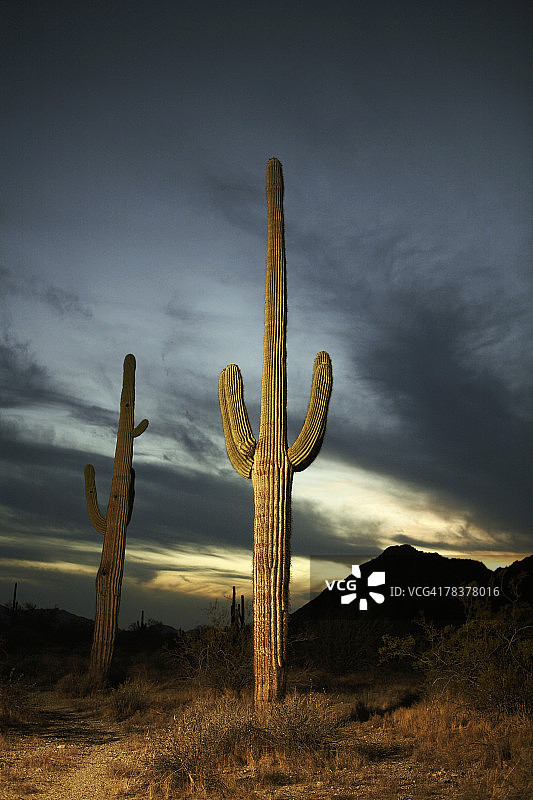 日落时的巨人柱仙人掌图片素材