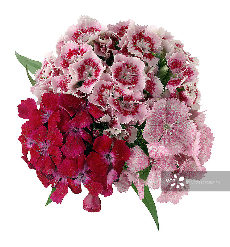 威廉甜馨花束图片素材