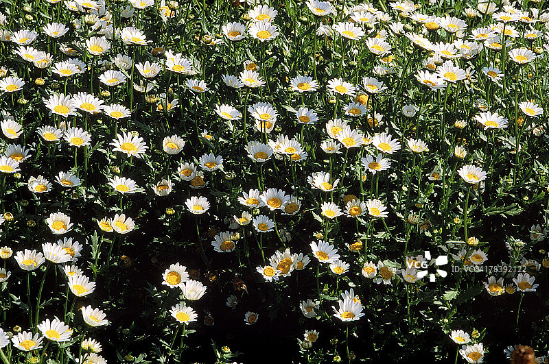 雏菊田图片素材