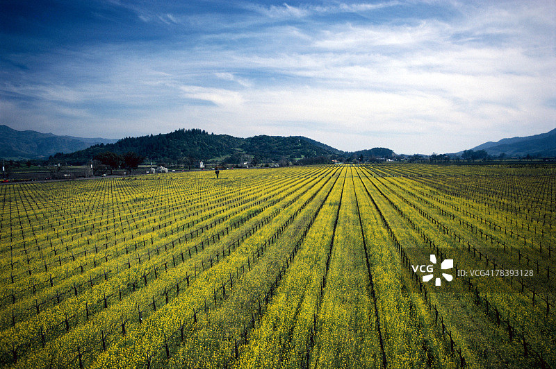 加利福尼亚州纳帕谷的芥菜籽田图片素材