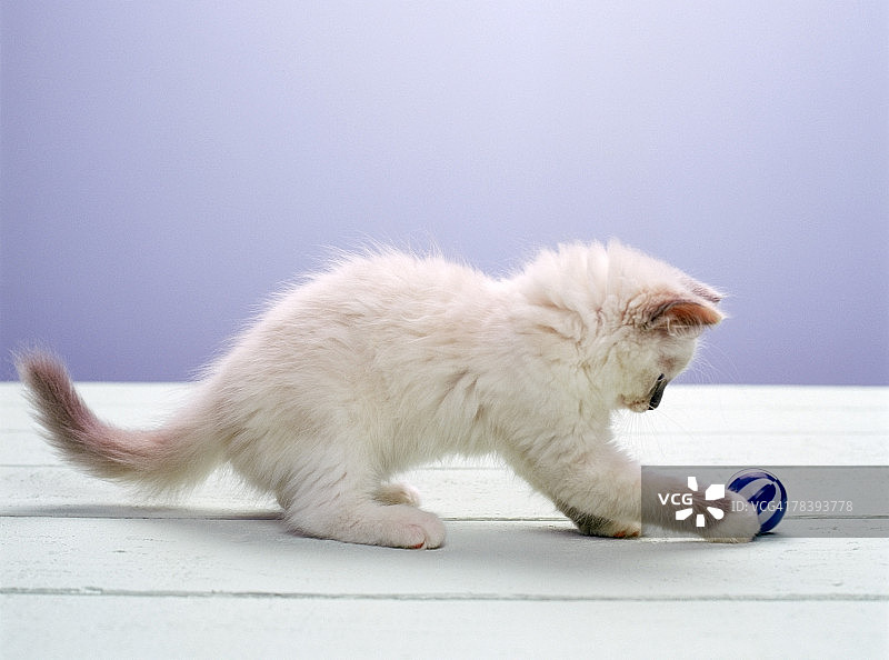 顽皮的小猫图片素材