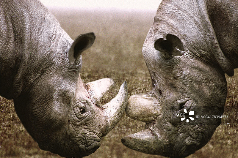 具有攻击性的犀牛图片素材