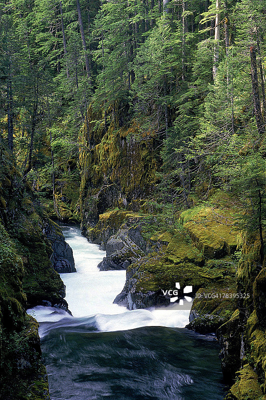 雷尼尔山国家公园的银瀑小径图片素材